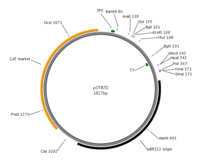 pOTB7D Diagram